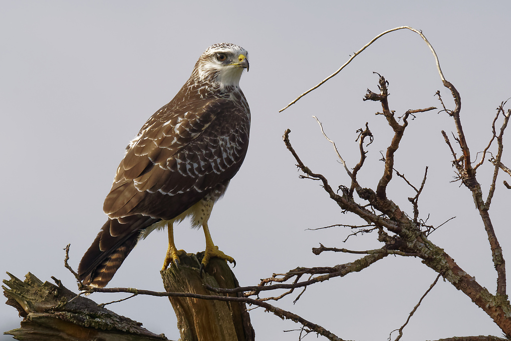 Mäusebussard