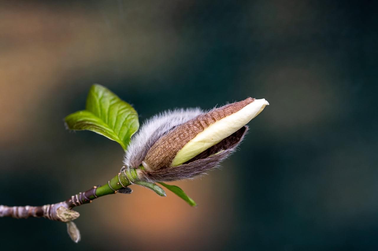 Magnolienblüte