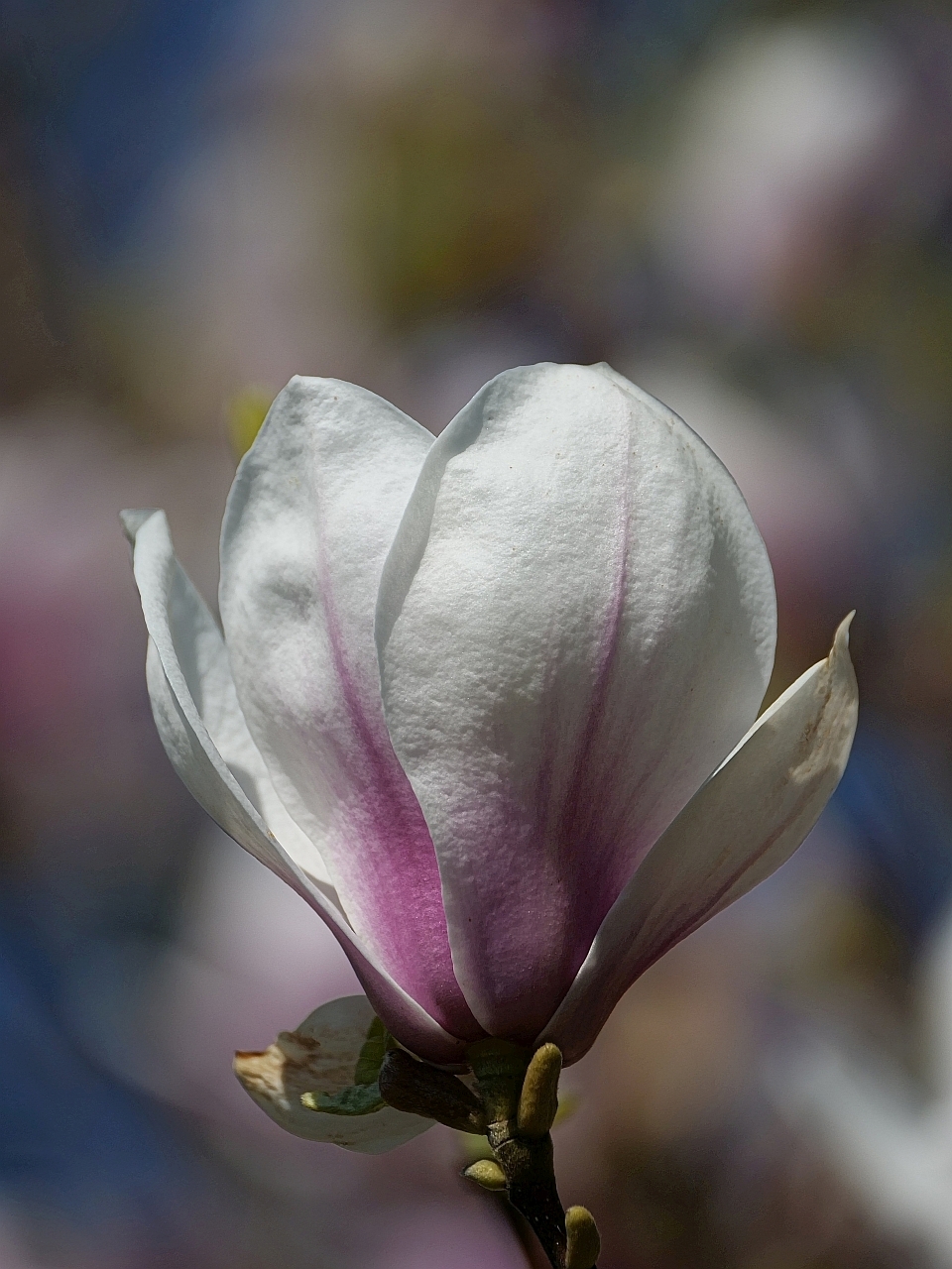 Magnolienblüte