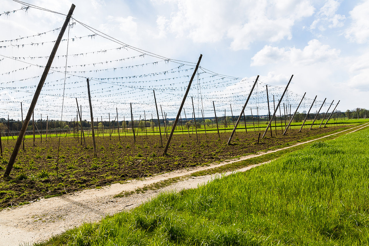 Mai - Hopfengarten im stürmischen Wind