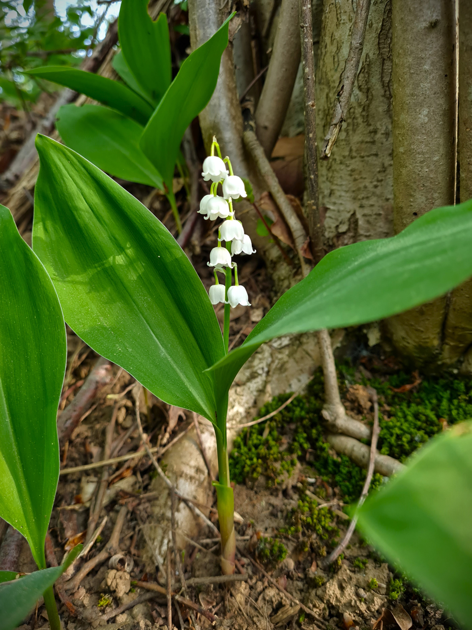 Maiglöckchen/Aprilglöckchen?