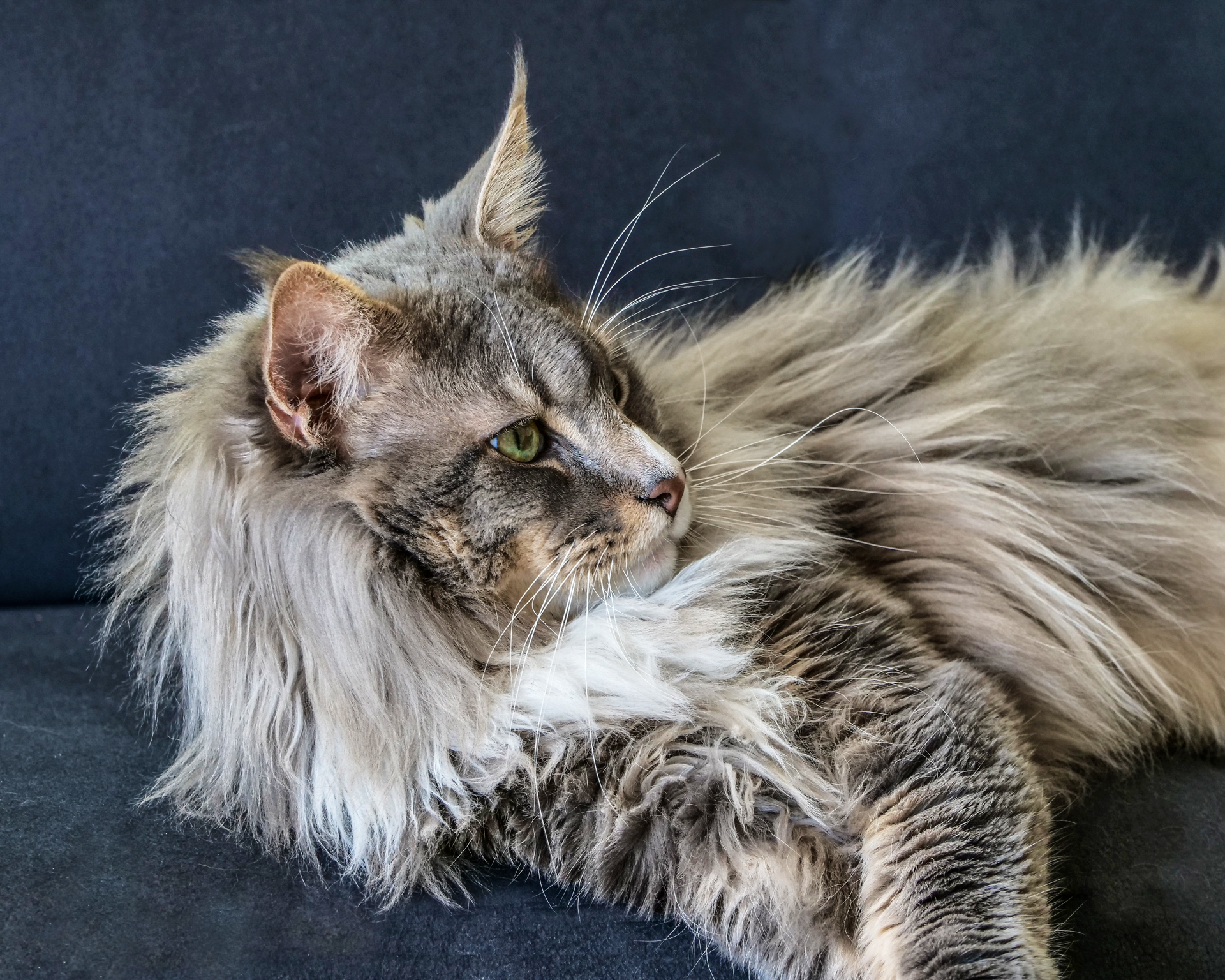 Main-Coon-Katze