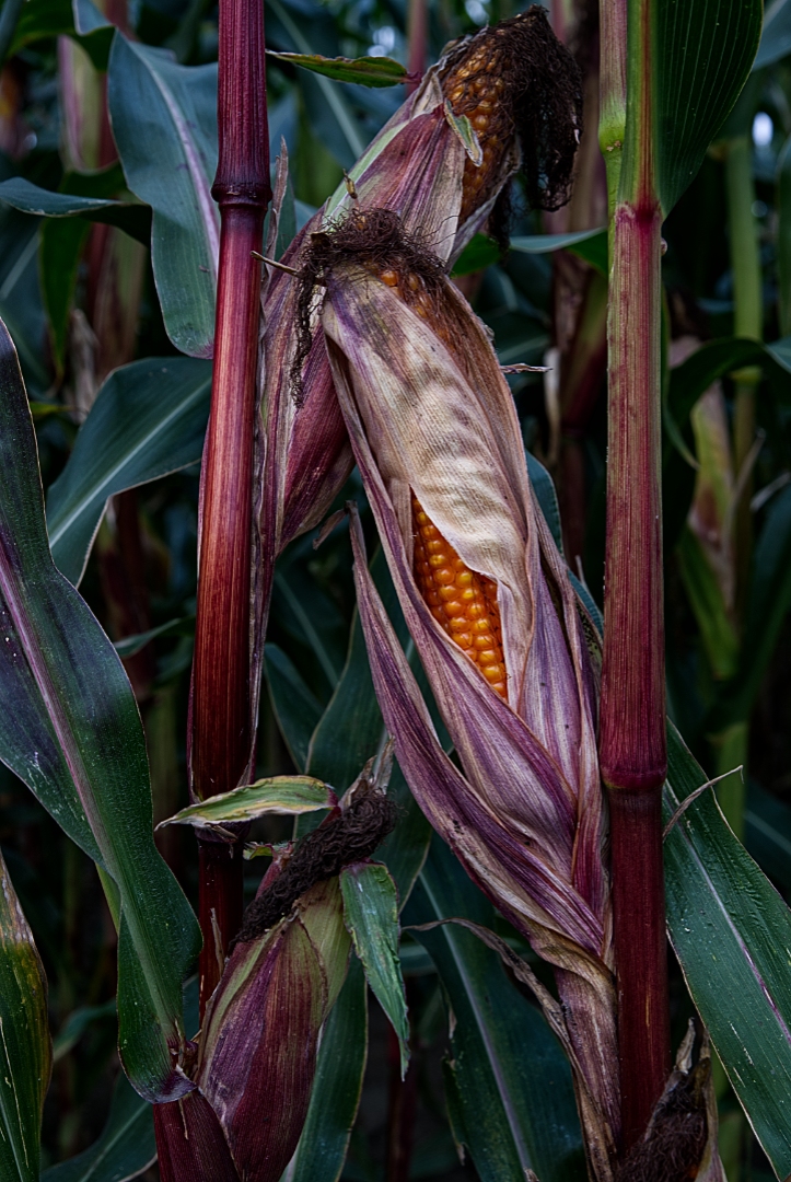 Mais kurz vor der Ernte