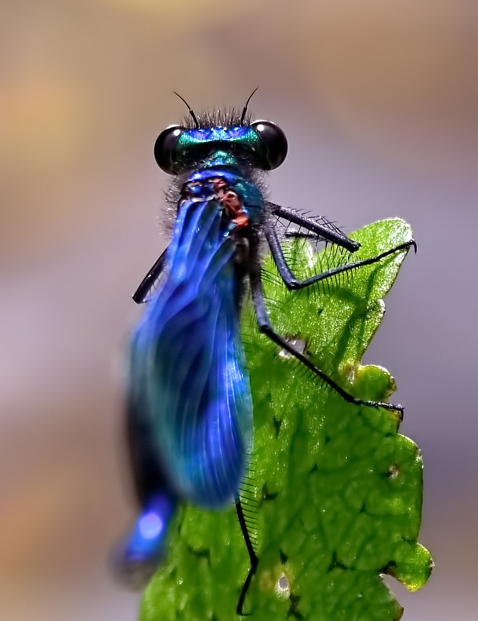 Male Banded d-pixx.jpg