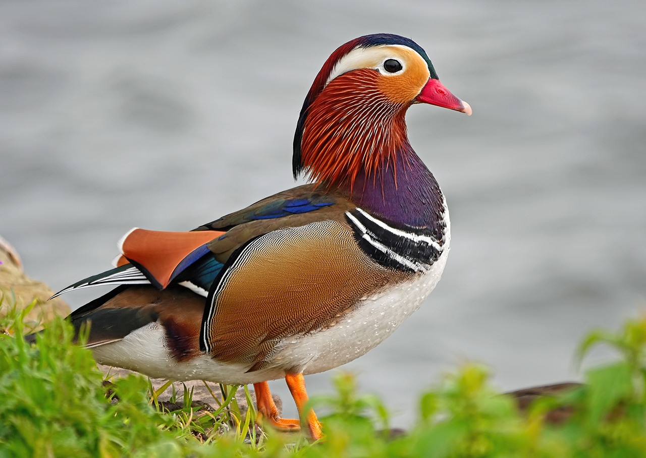 Male Mandarin 1 D-Pixx.jpg