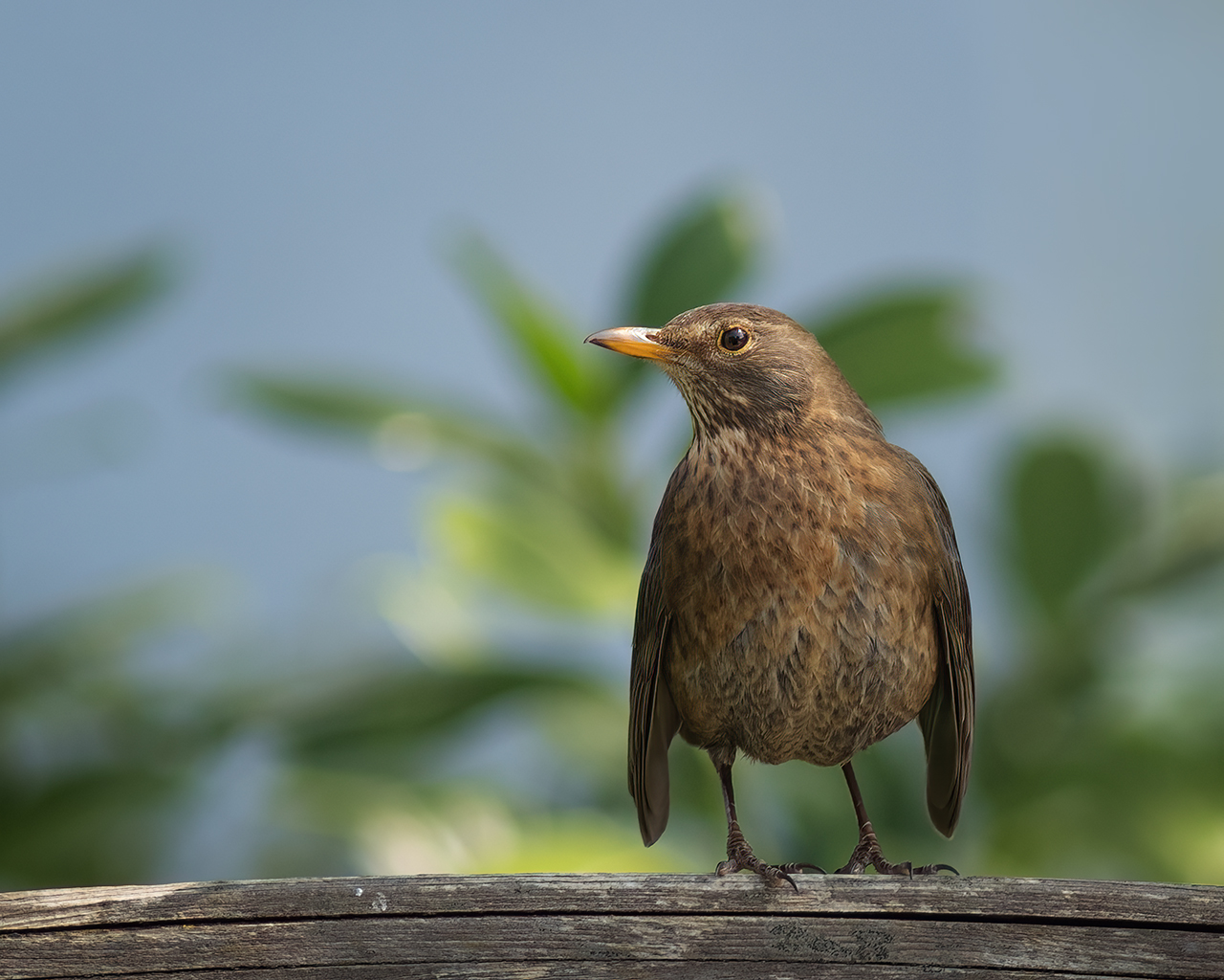 Mama Amsel