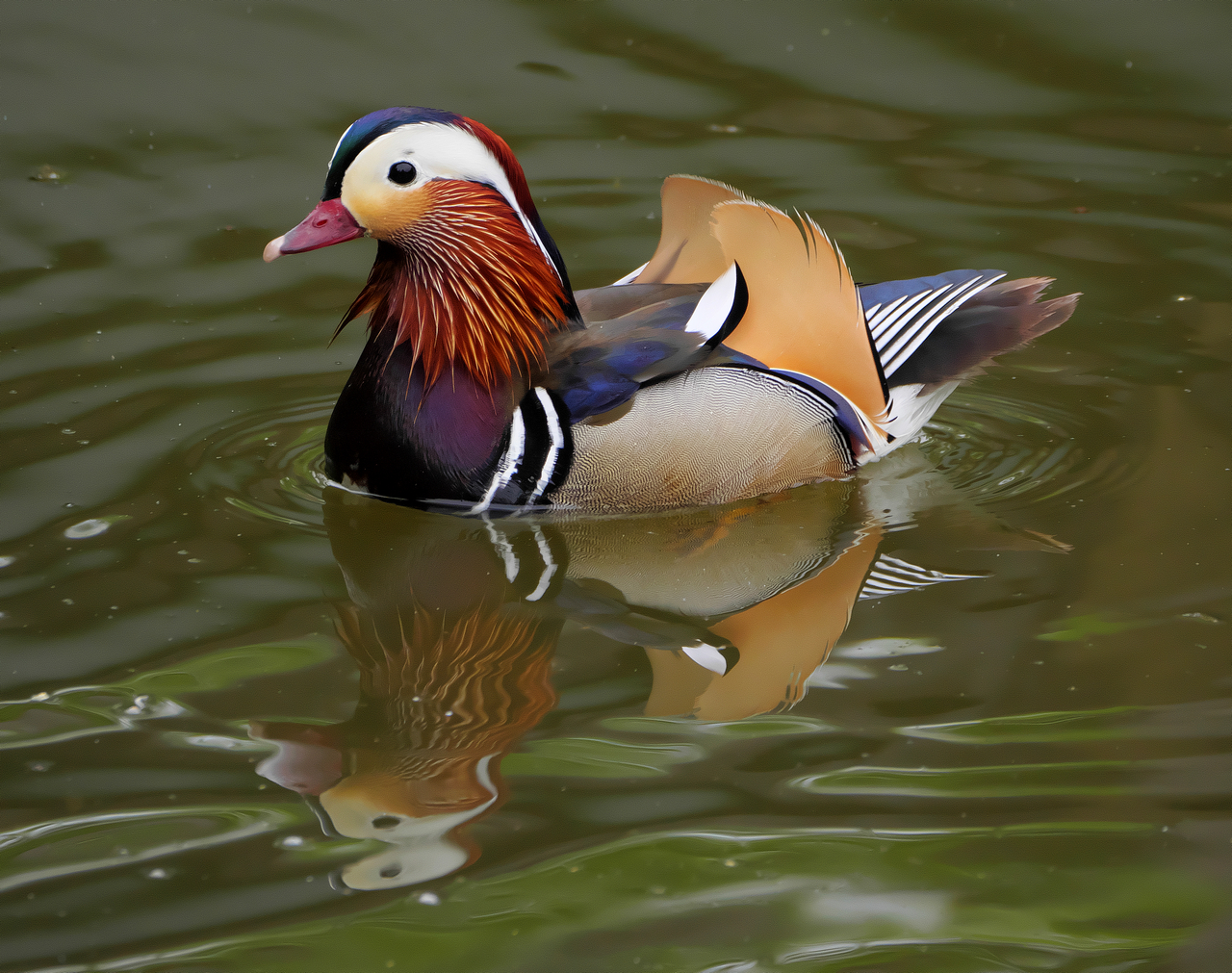 Mandarinente (Aix galericulata)