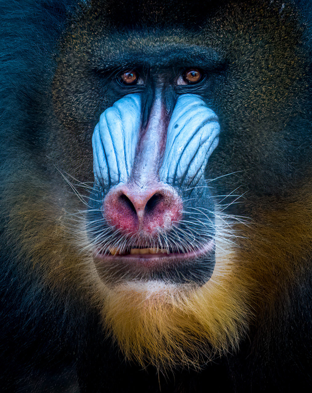 Mandrill