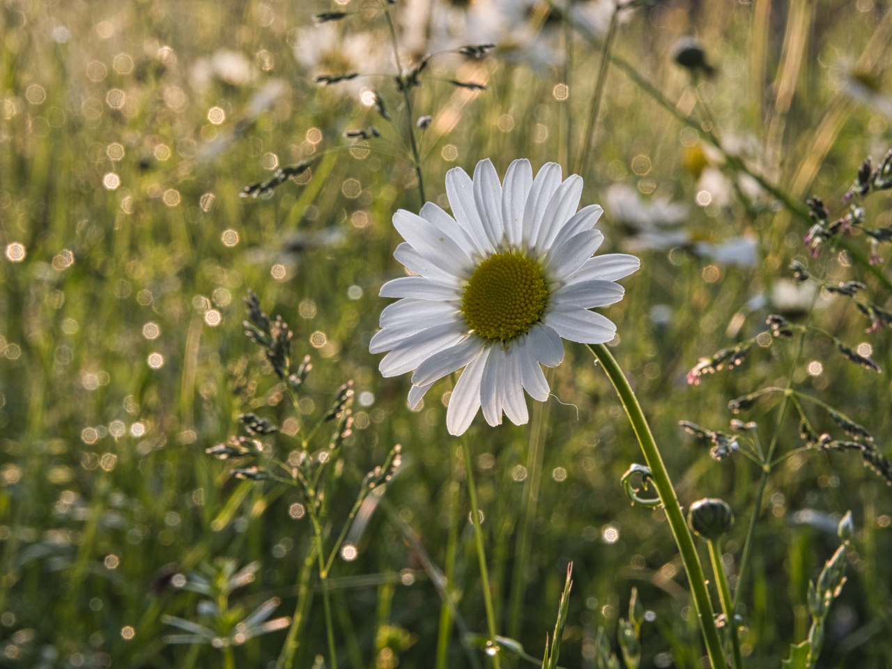 Margeriten bei Sonnenaufgang