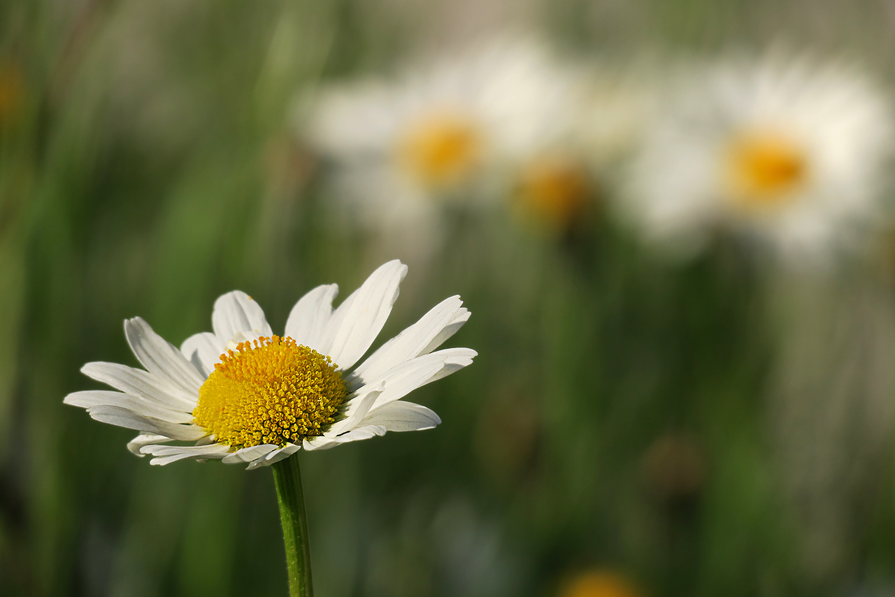 Marguerites