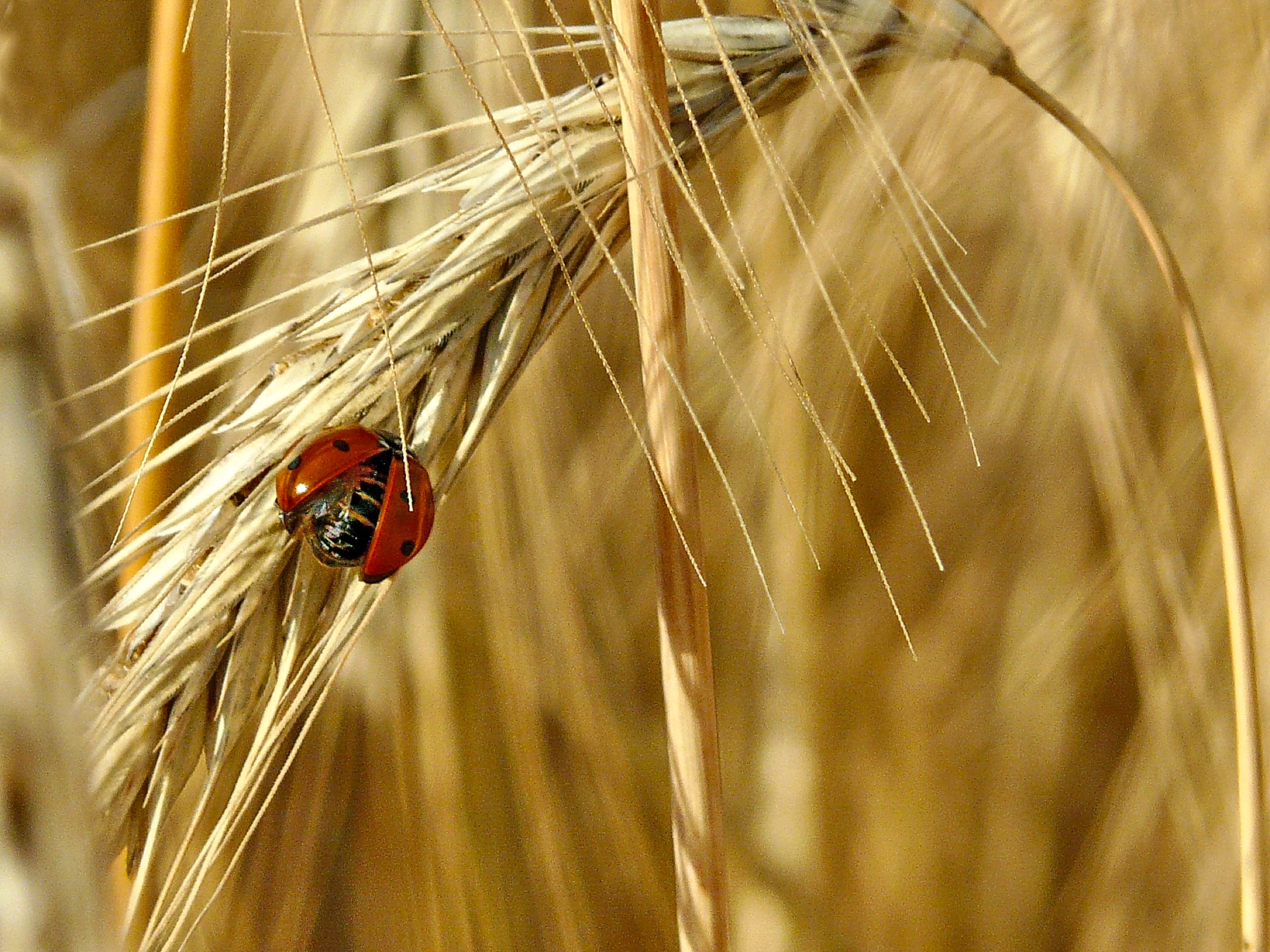 Marienkäfer im Gerstenfeld .jpg