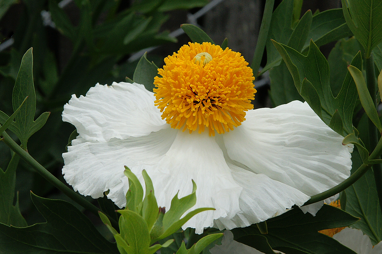 Matilija Poppy