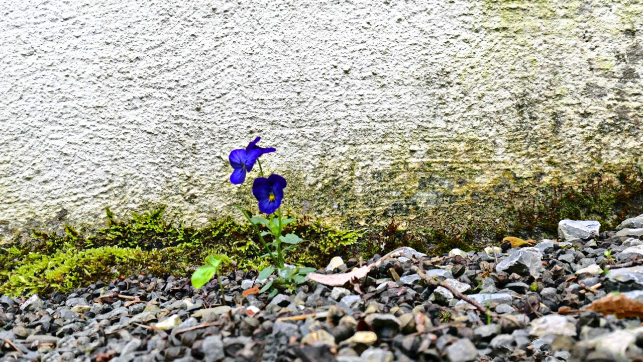 Mauerblümchen