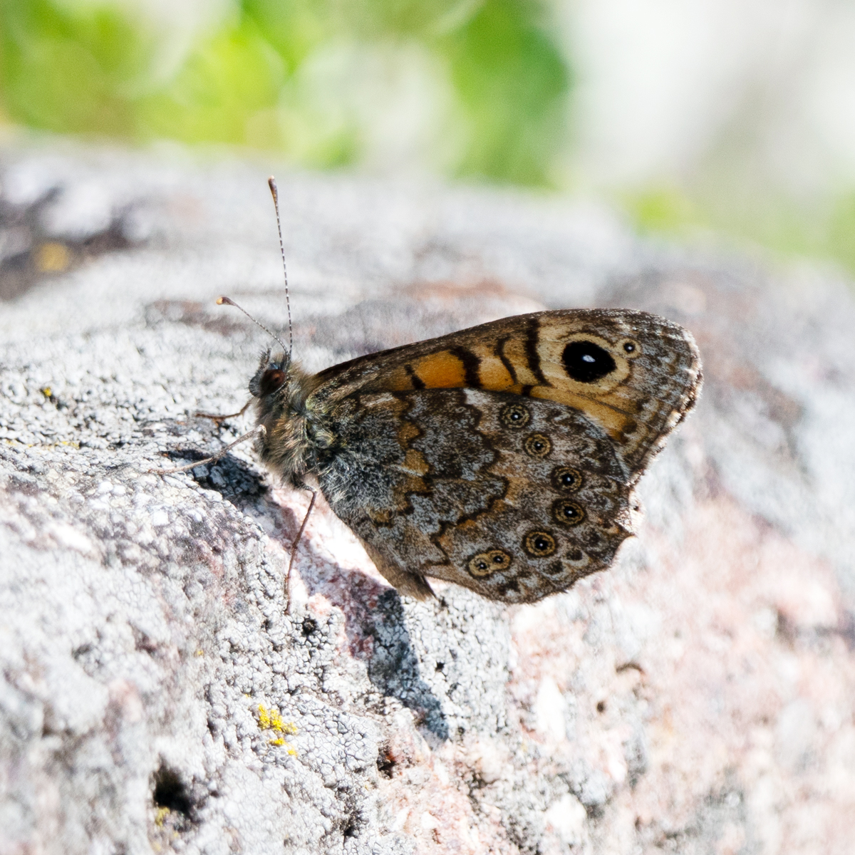 Mauerfuchs