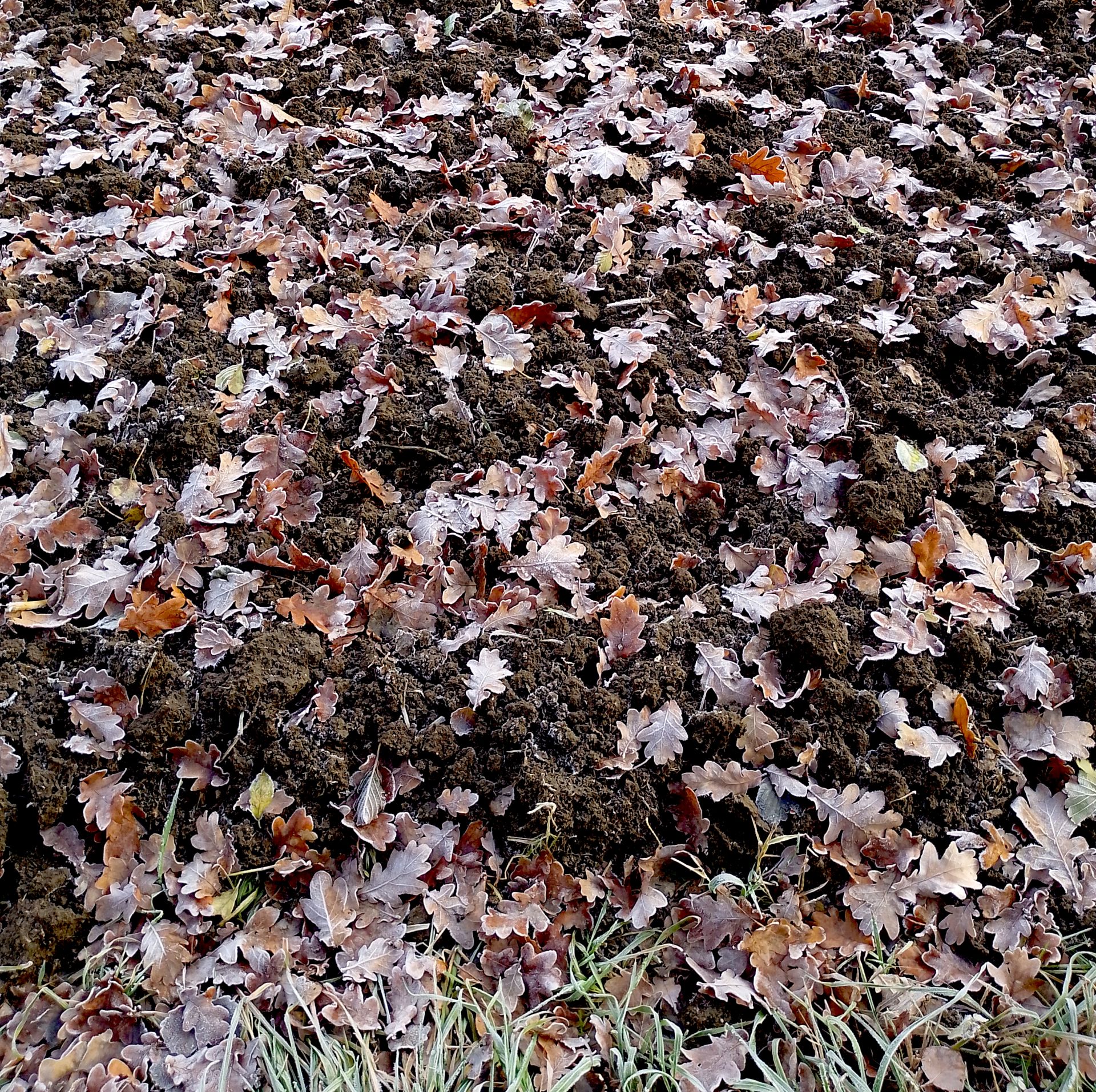 Mehr Eichblätter ..