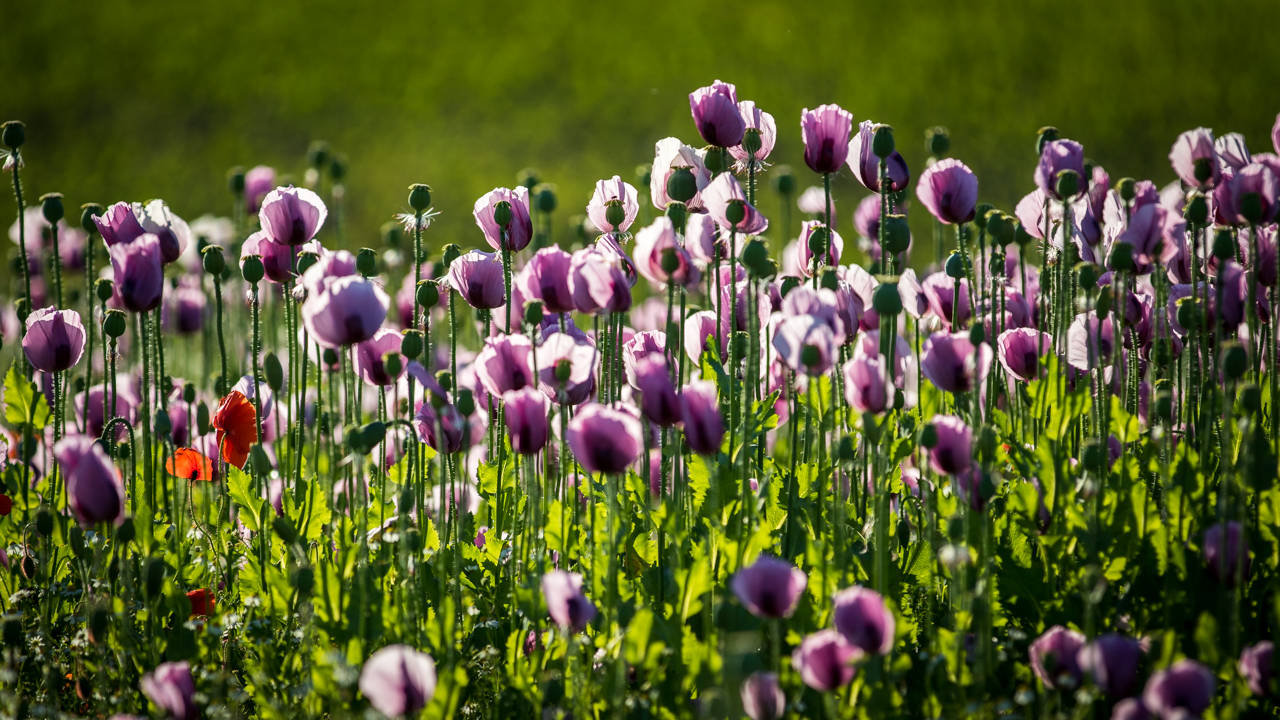 mehr lila Mohn