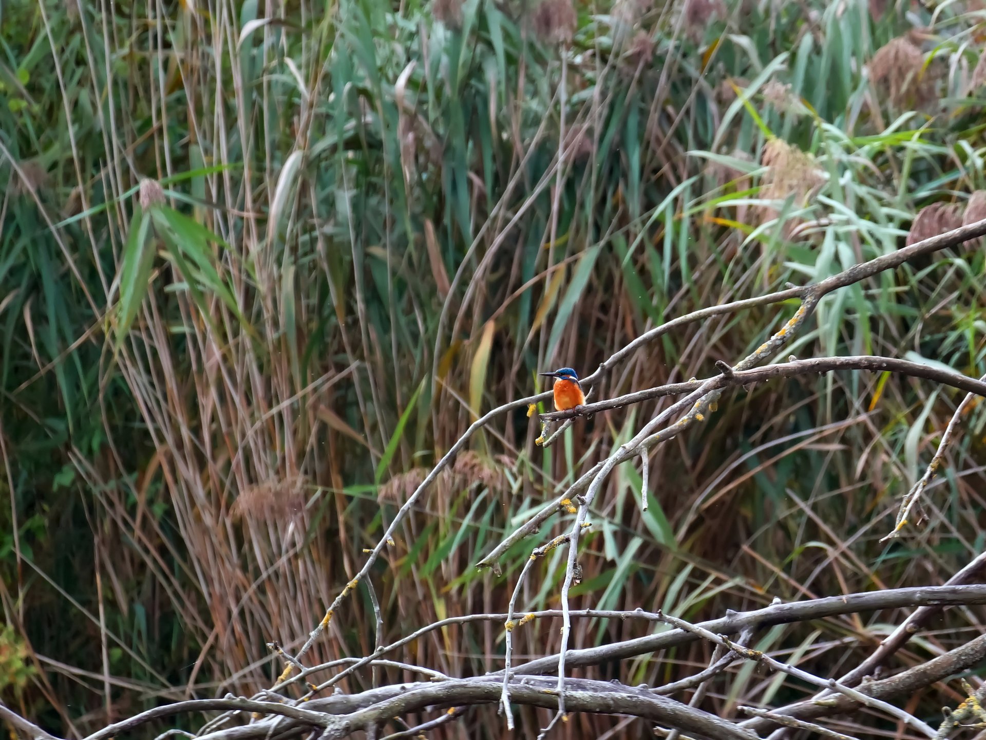 Mein erster Eisvogel :)