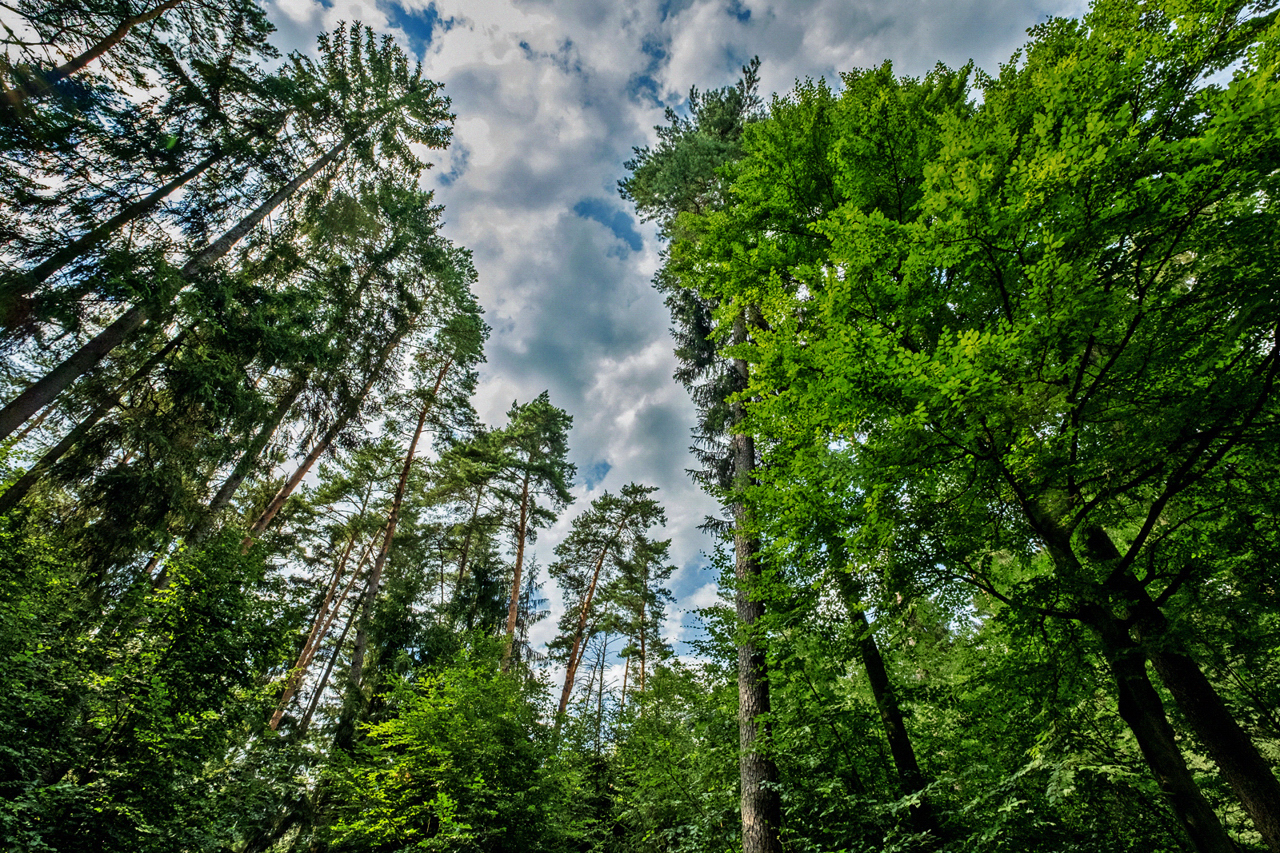 Mein Freund der Baum ....jpg