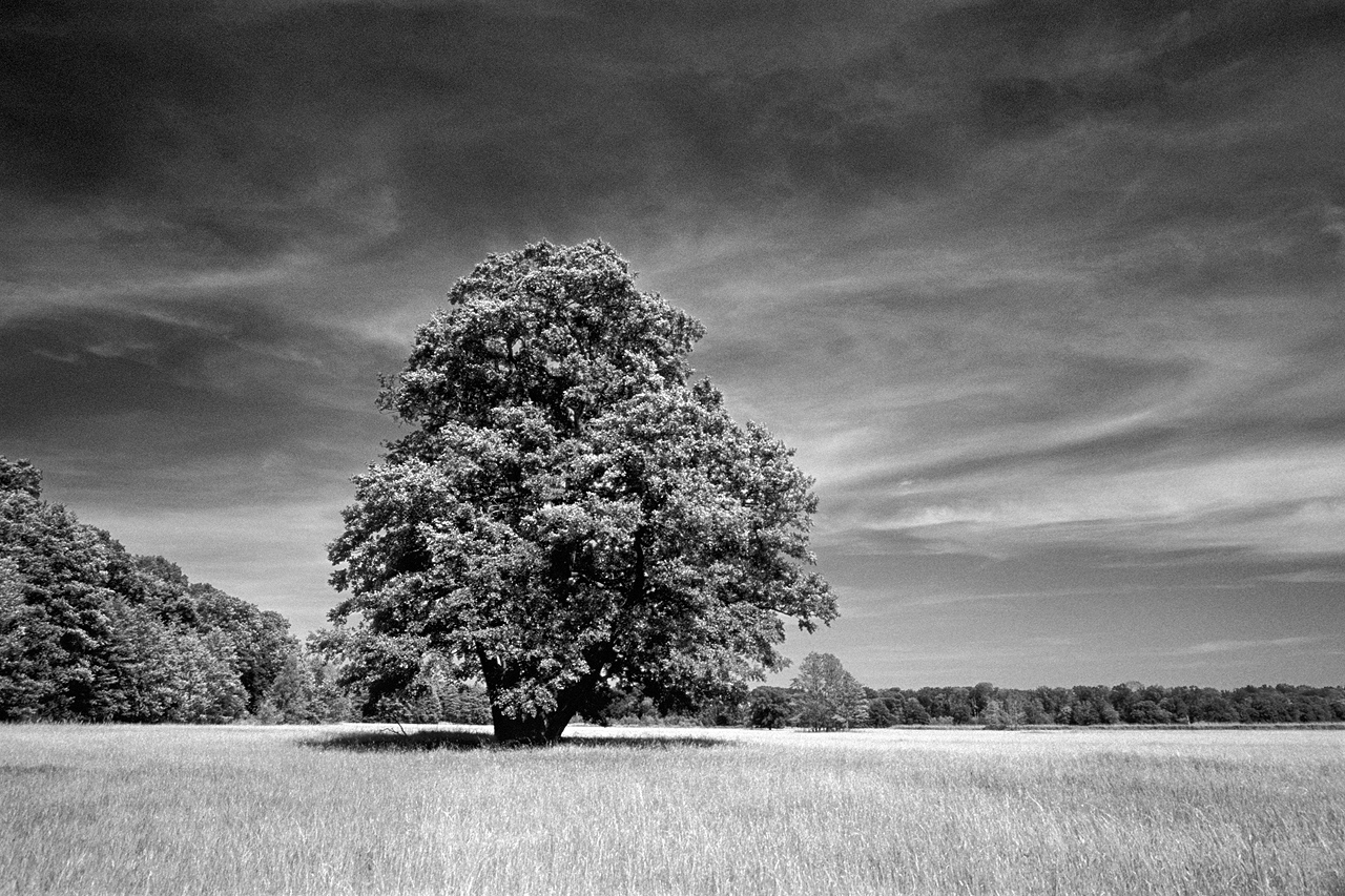 Mein Freund, der Baum