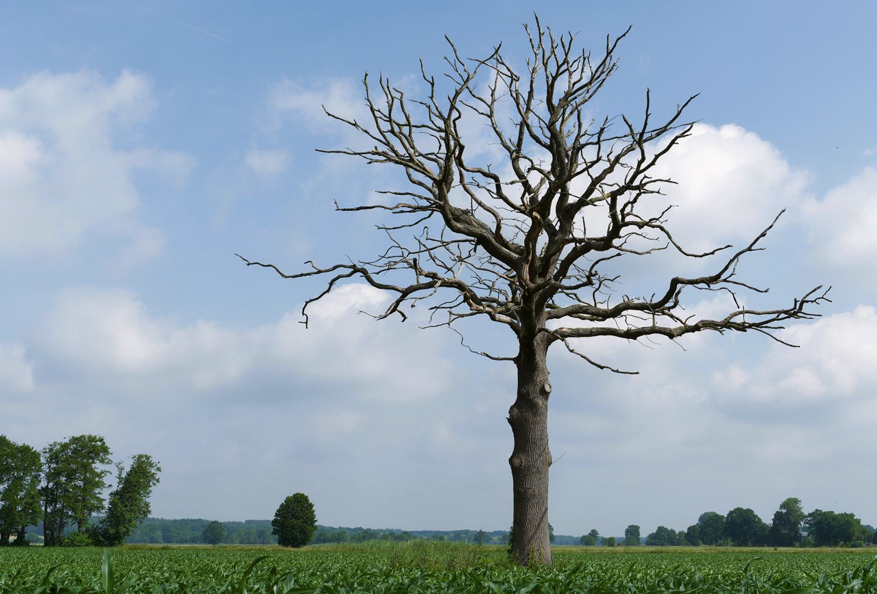 Mein Freund, der Baum...