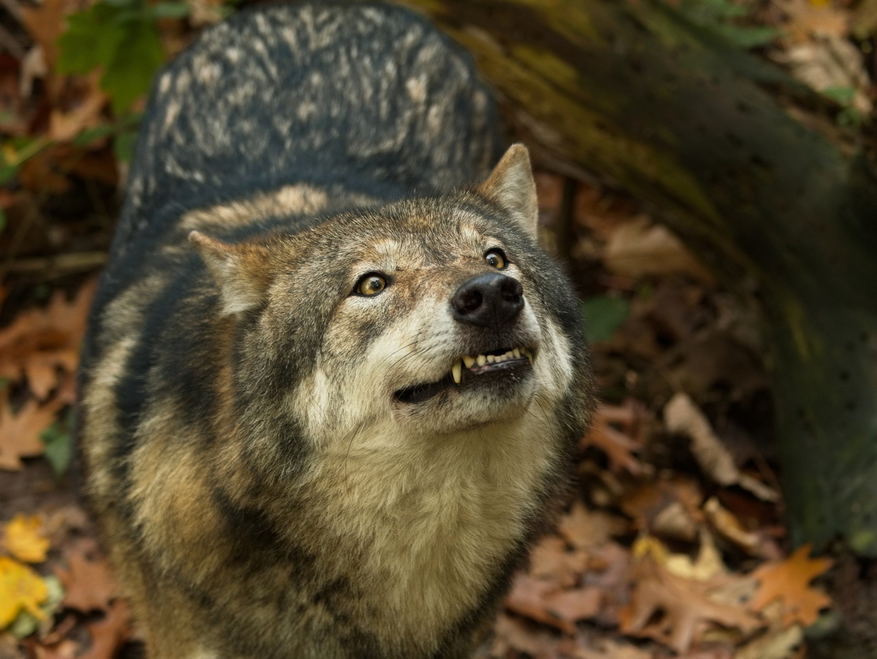 Mein Hund Mike im Halloween-Kostüm