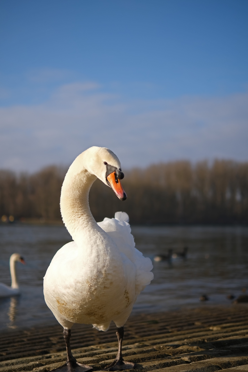 Mein lieber Schwan...