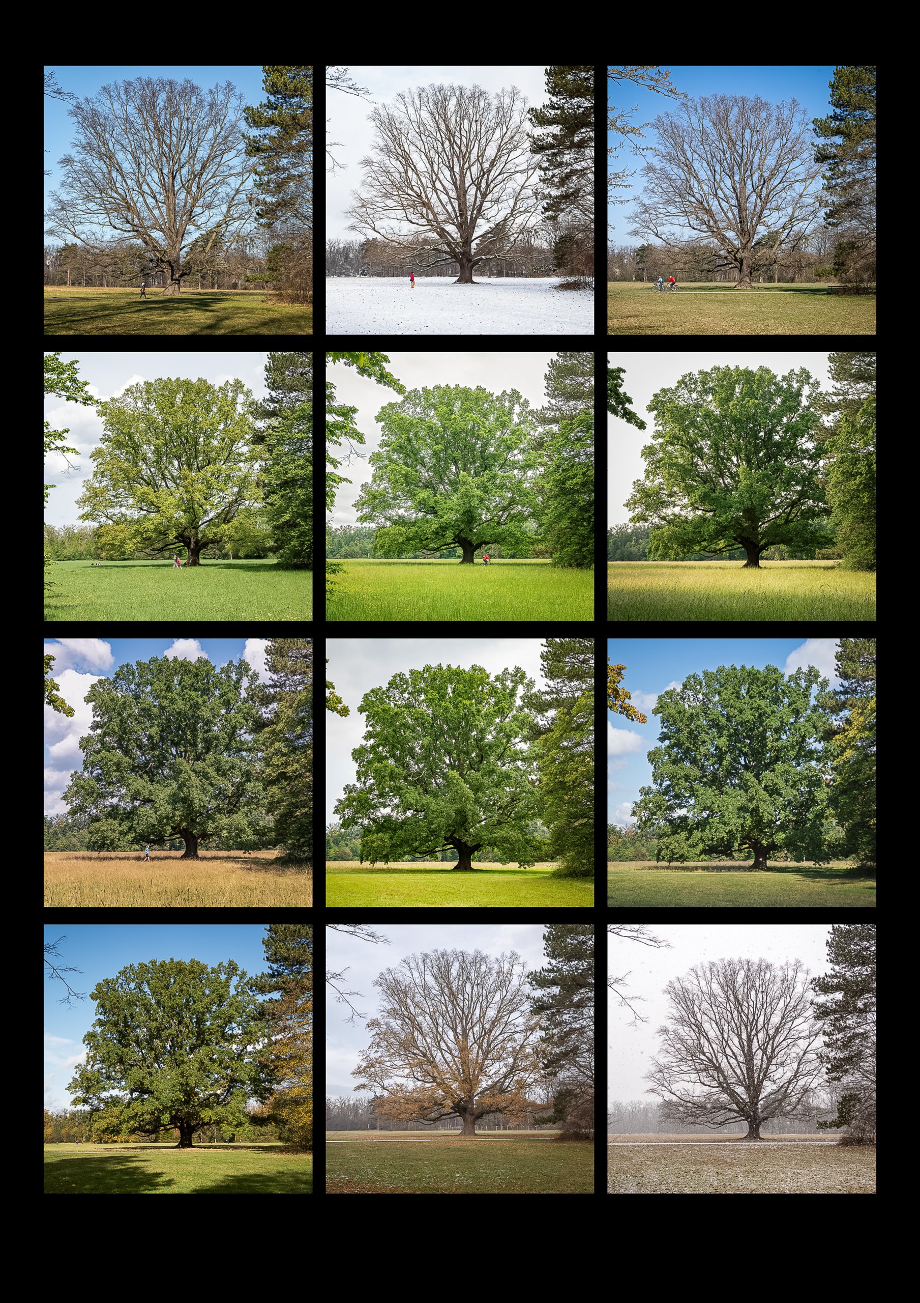 Mein Lieblingsbaum 2025