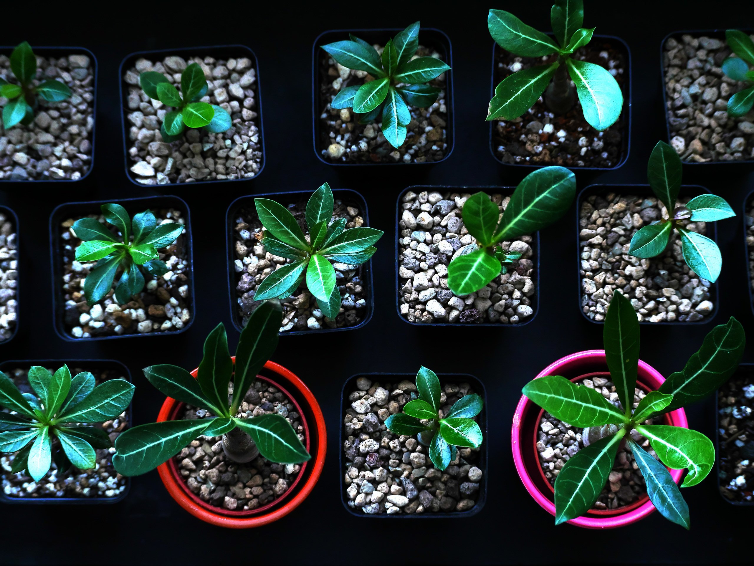Meine Adenium Obesum.