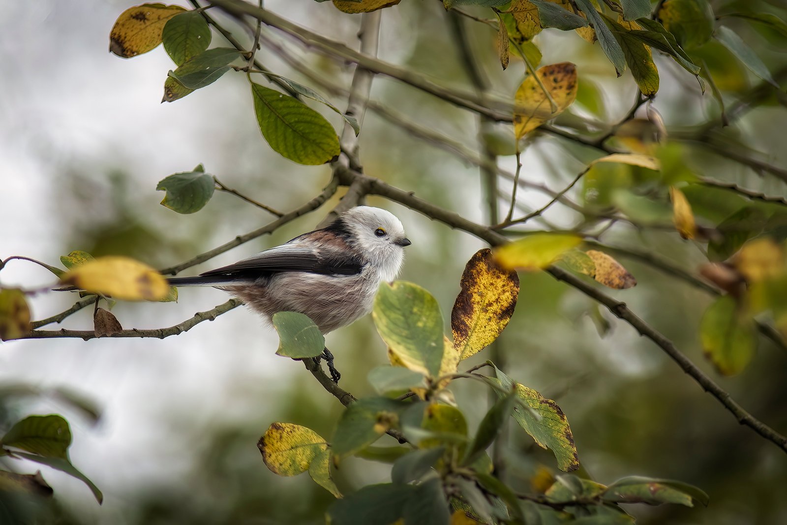Meisenherbst