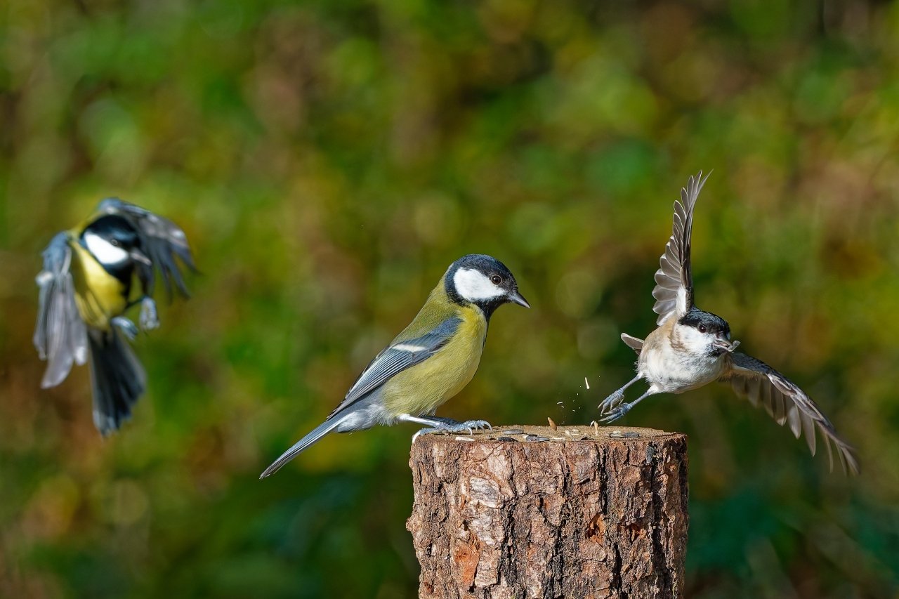 MeMiMei - (Mehrere Mittwochs Meisen)