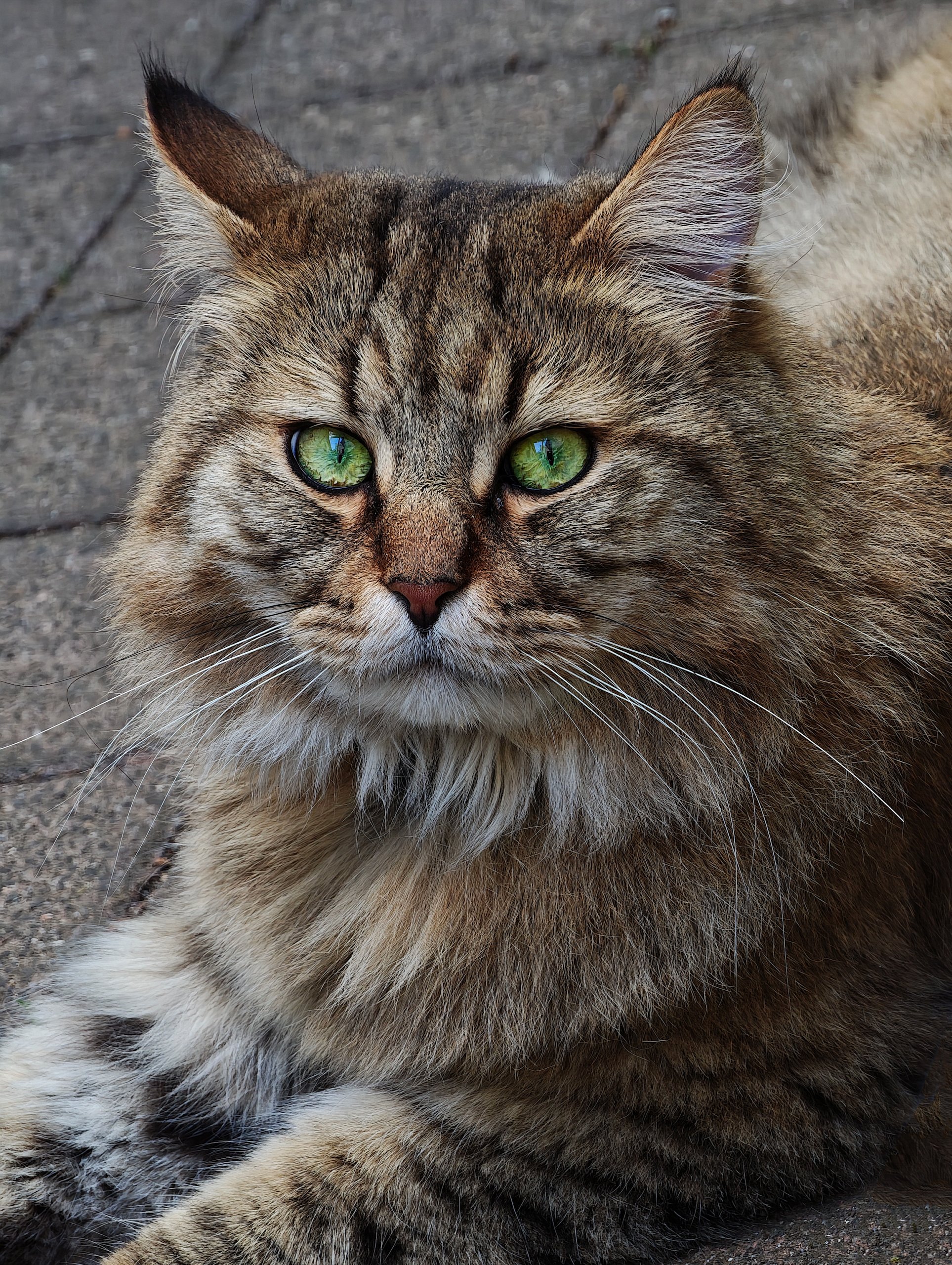Miau