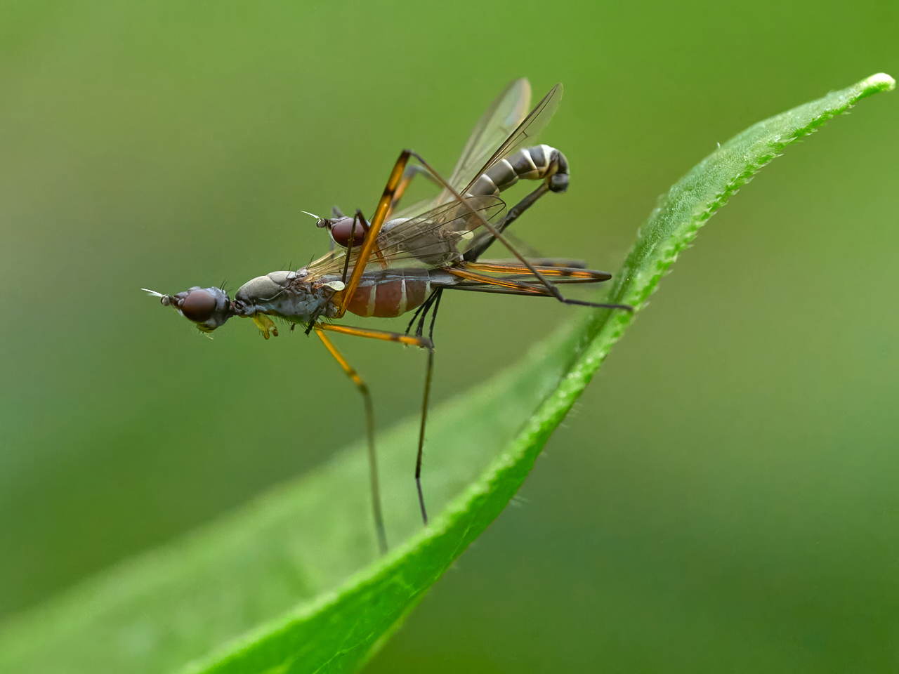 Micropezia corrigiolata