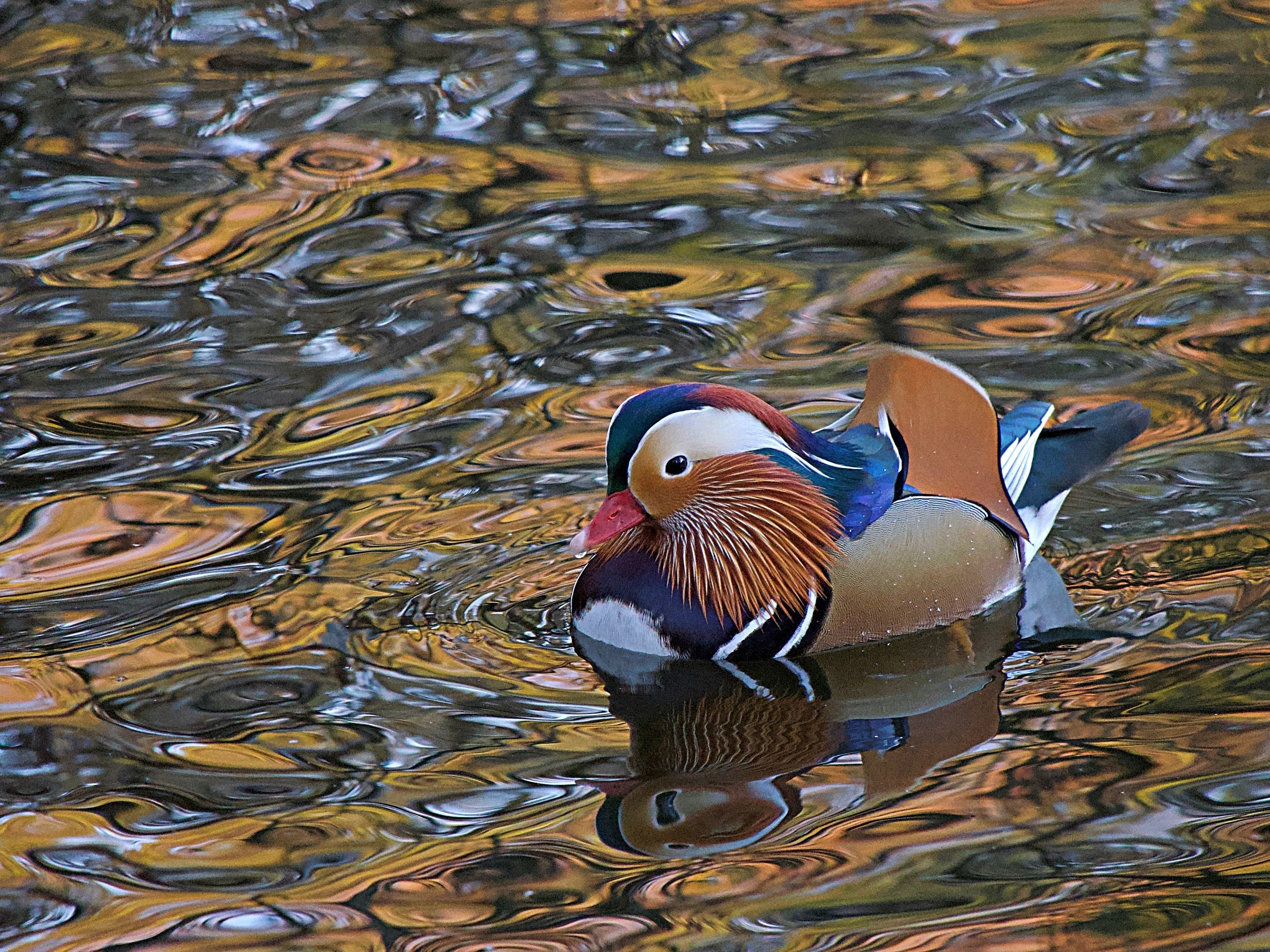 ... Migrationshintergrund