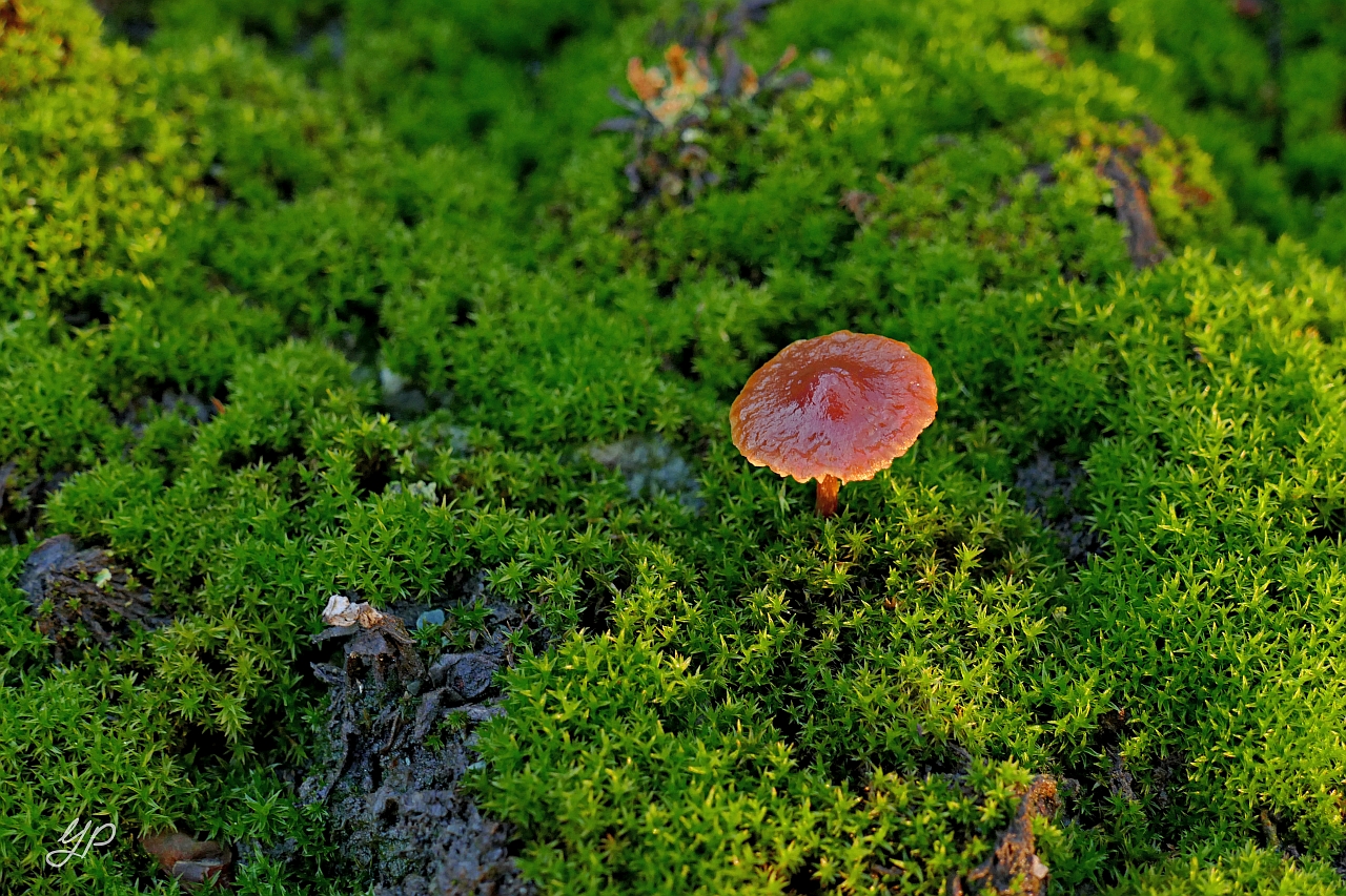 Miniaturlandschaft