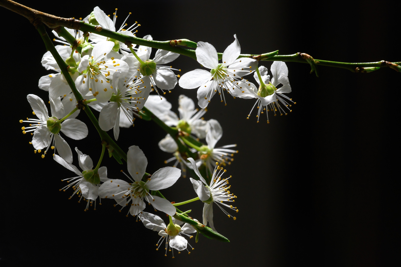 Mirabellenblüten