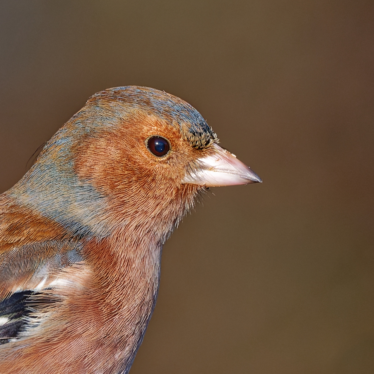 Mister Chaffinch