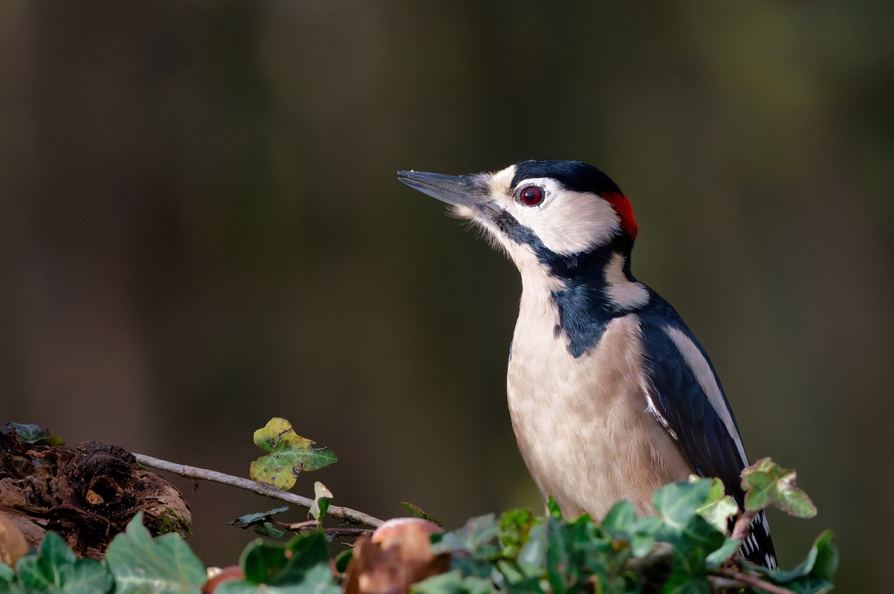 Mister Woodpecker