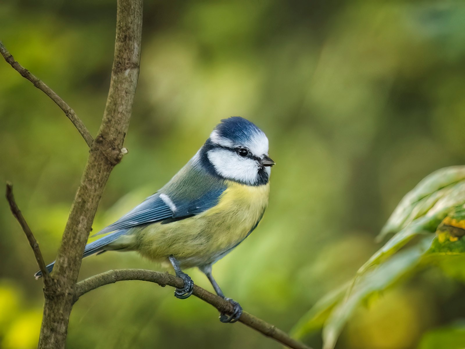 Mittwochs mach ich blau!