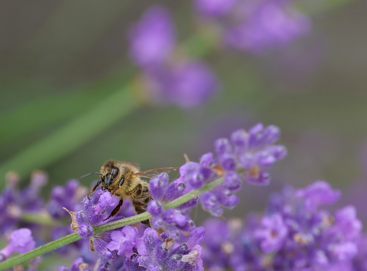 Mmmh ...  Lavendel