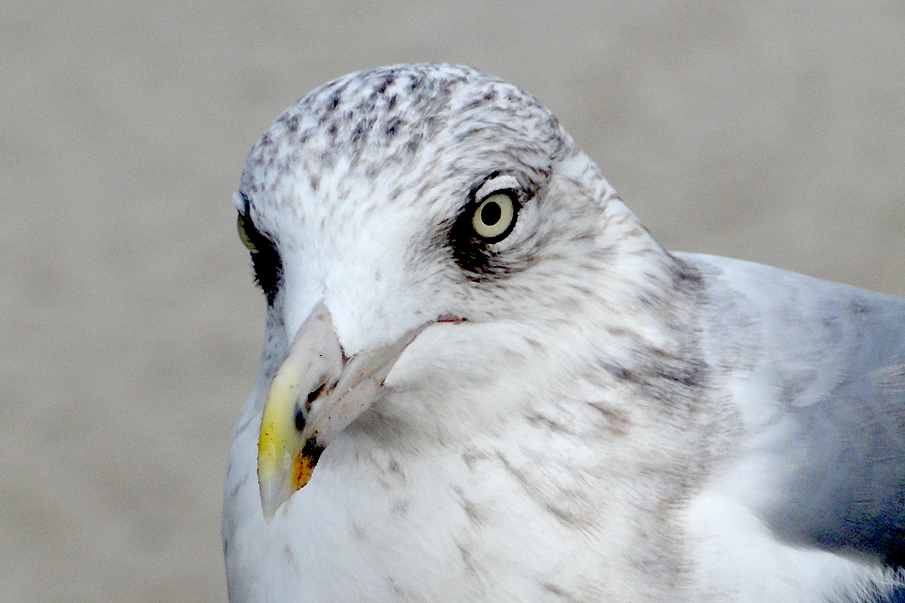 Möve