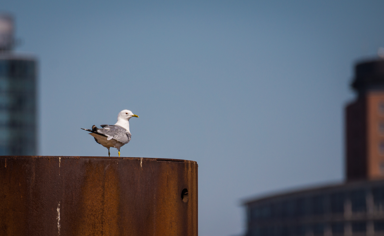 Möwe in Hamburg