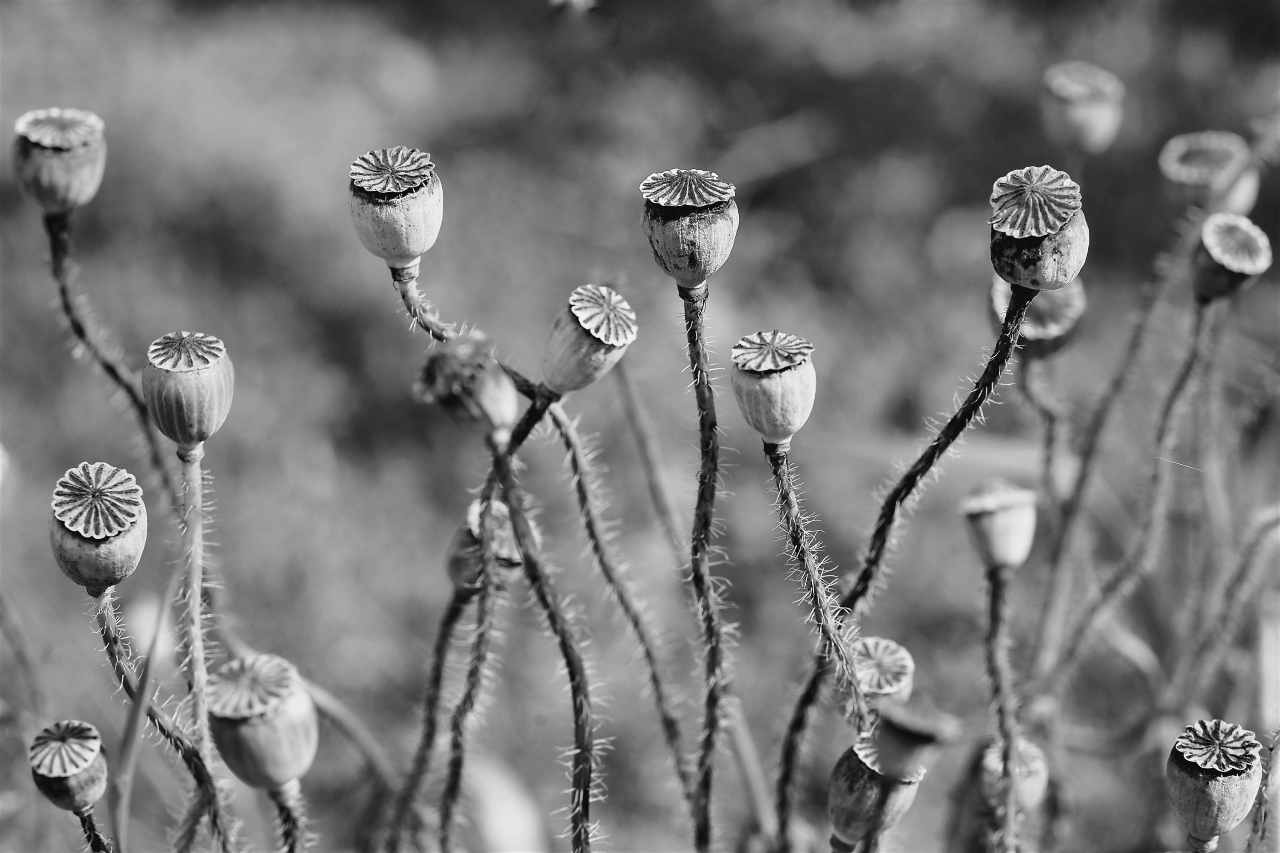 Mohn 2 | d-pixx.de Forum