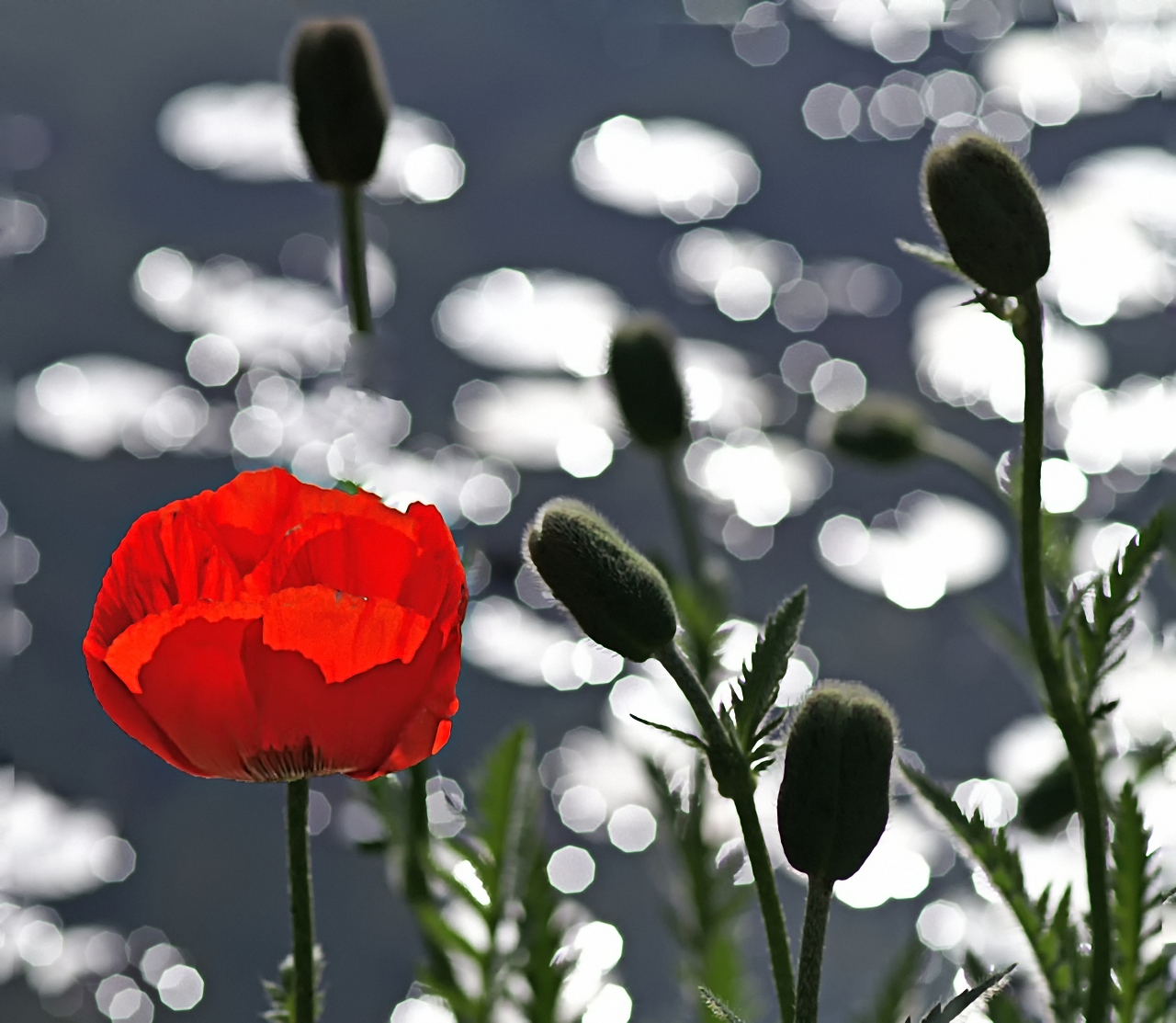 Mohn am See