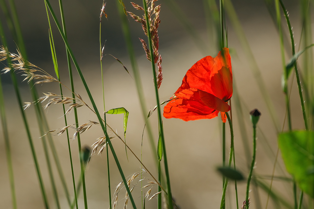 Mohn geht immer