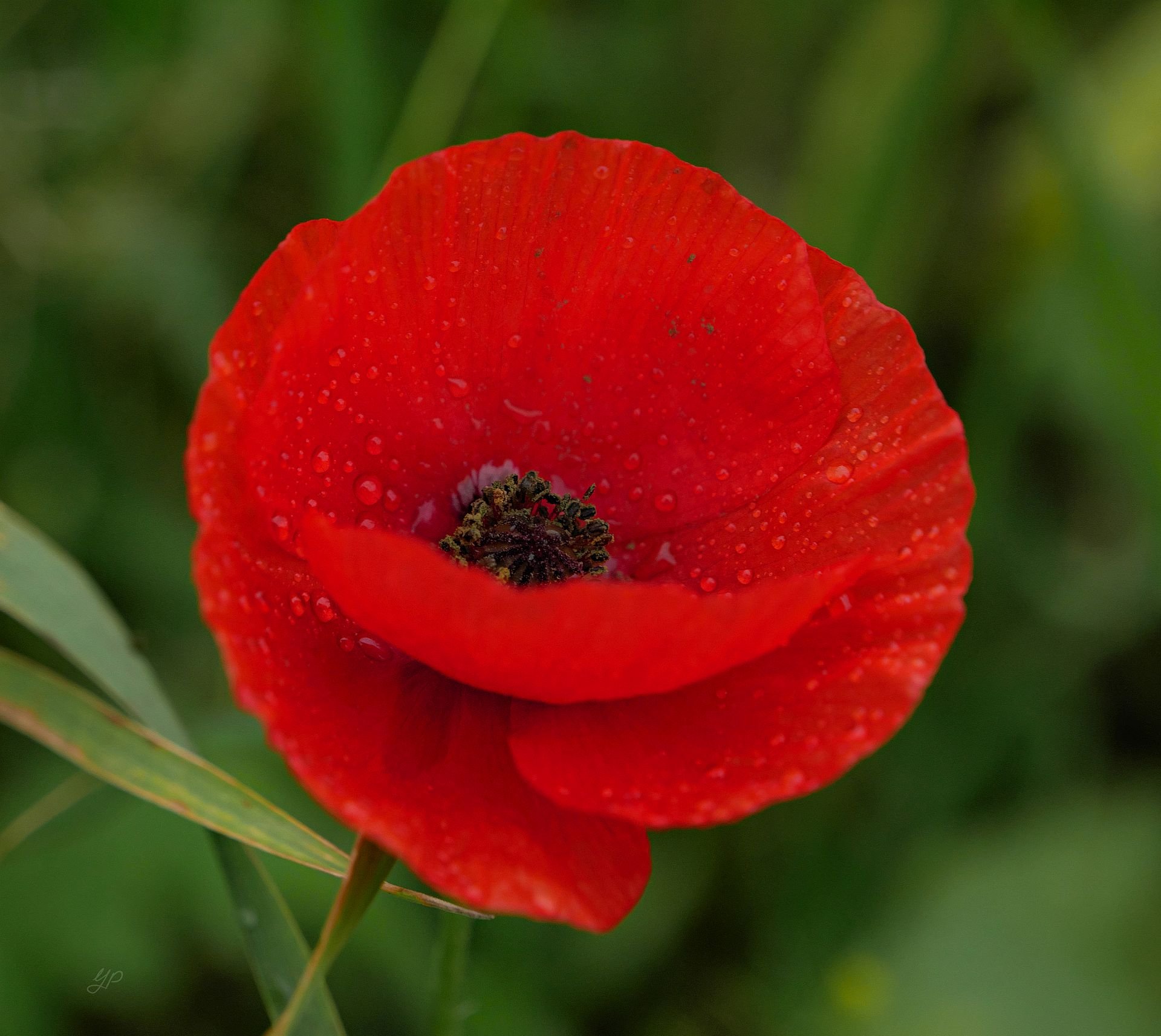 Mohn im November