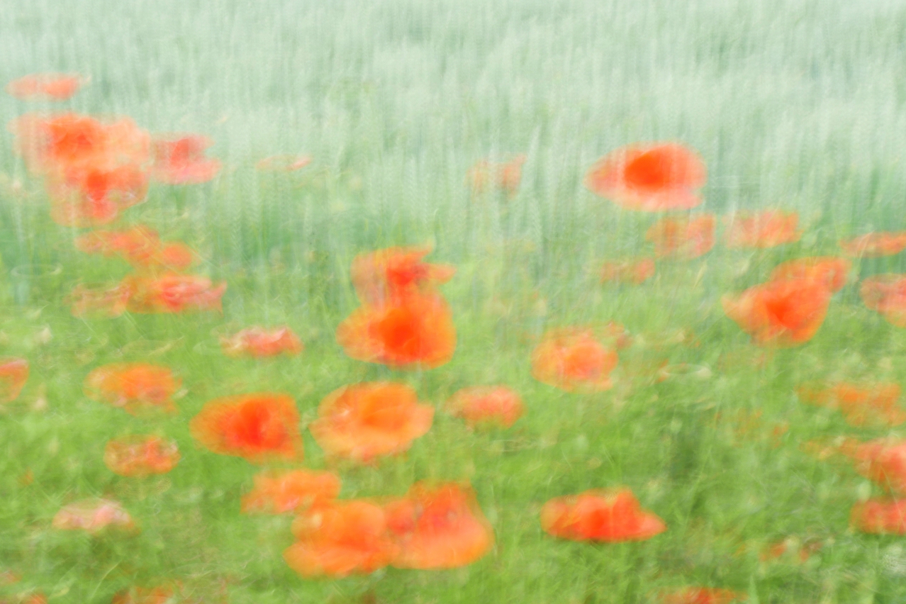 Mohn-Impressionen.jpg