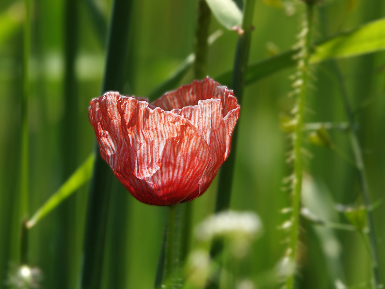 Mohn in Pyjama