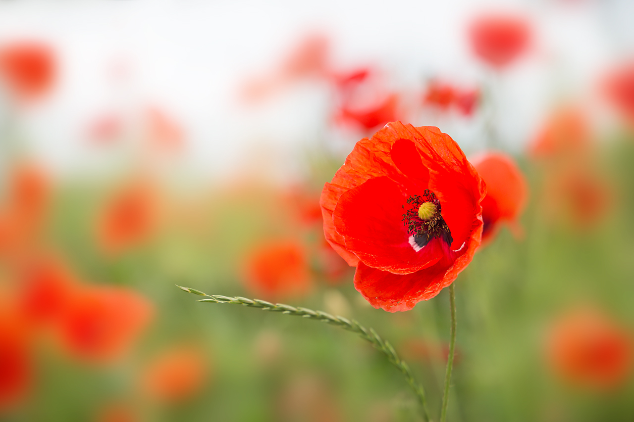 Mohn-sinnig!