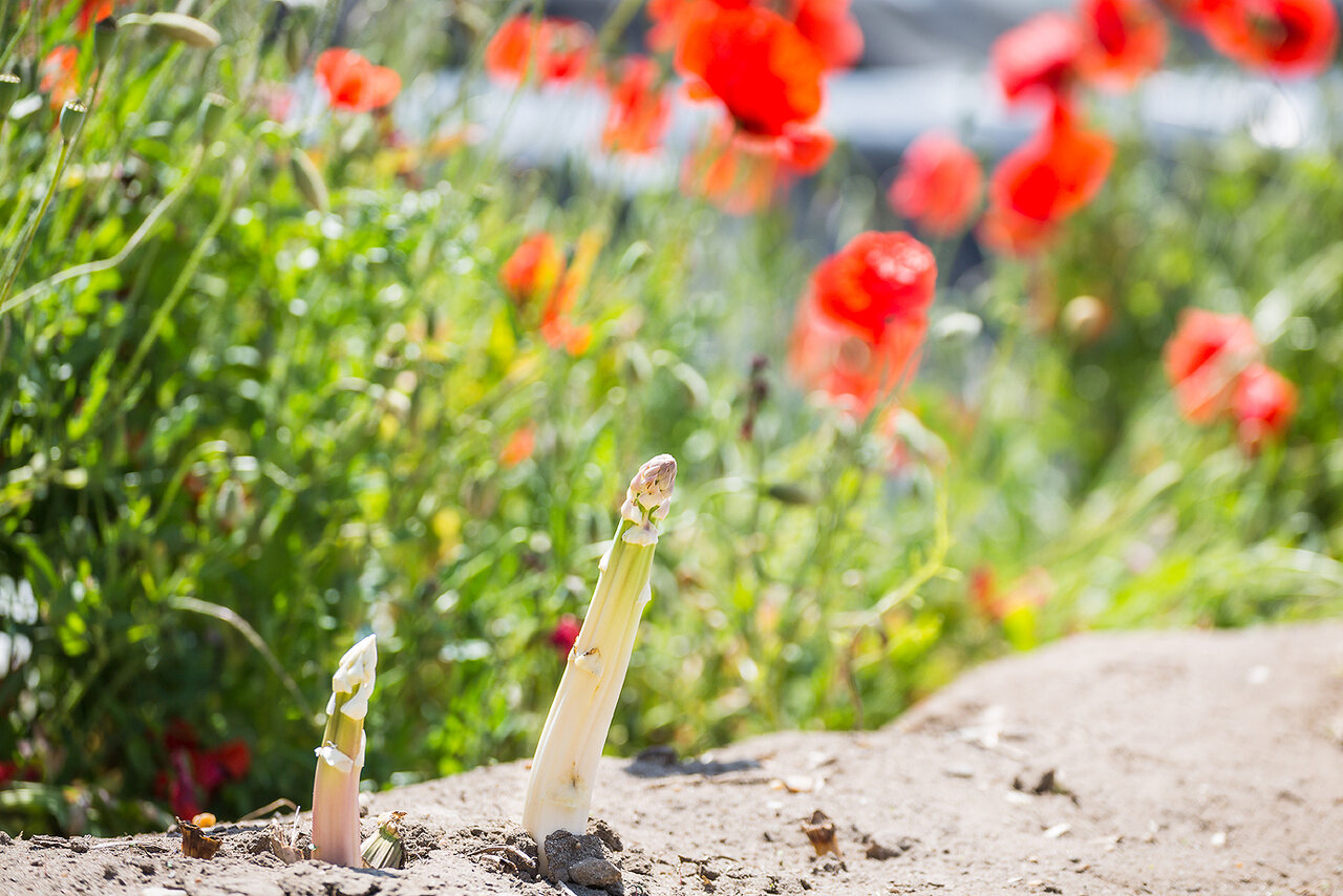 Mohn und Spargel