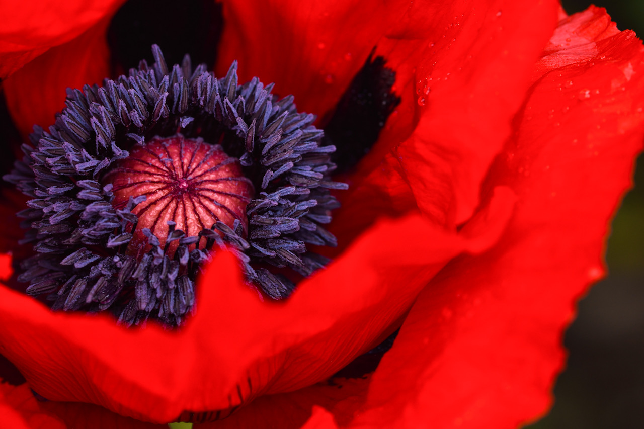 Mohn